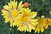 CHRYSANTHEMUM MORIFOLIUM GOLDEN WEDDING