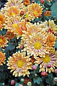 CHRYSANTHEMUM MORIFOLIUM STARLET