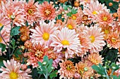 CHRYSANTHEMUM MORIFOLIUM ANNE