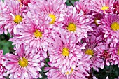 CHRYSANTHEMUM MORIFOLIUM MAUVE GEM