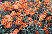 CHRYSANTHEMUM MORIFOLIUM TOPSY