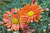 CHRYSANTHEMUM RUBELLUM NANCY PERRY