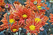 CHRYSANTHEMUM MORIFOLIUM TOPSY