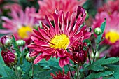 CHRYSANTHEMUM MORIFOLIUM WENDY TENCH