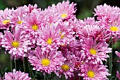 CHRYSANTHEMUM MORIFOLIUM MAUVE GEM