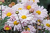 CHRYSANTHEMUM MORIFOLIUM ALISON