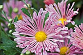 CHRYSANTHEMUM MORIFOLIUM TICKLED PINK