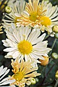 CHRYSANTHEMUM MORIFOLIUM MOONLIGHT