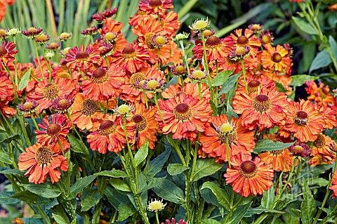 HELENIUM