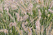 PENNISETUM ALOPECUROIDES HAMELYN