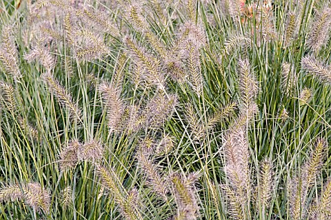 PENNISETUM_ALOPECUROIDES_HAMELYN