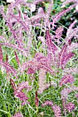 PENNISETUM RED BUTTONS