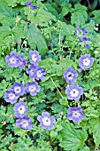 GERANIUM WALLICHIANUM BUXTONS VARIETY