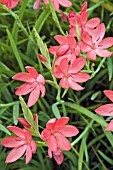 SCHIZOSTYLIS COCCINEA NOVEMBER CHEER