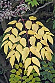 ARALIA ELIATA LEAVES IN AUTUMN