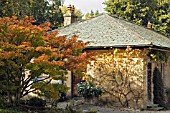 ACER SHIRASAWANUM AUREUM OUTSIDE THE LIBRARY AT HARLOW CARR GARDENS