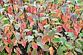 CORNUS ALBA KESSELRINGII IN AUTUMN