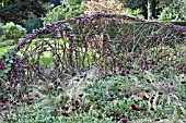 WILLOW SCREEN GARDEN IN AUTUMN PLANTED WITH RHODOCHITON ATROSANGUINEUM,  STIPA TENUISSIMA AND COSMOS ATROSANGUINEUS