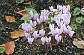 CYCLAMEN HEDERIFOLIUM