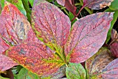 PAEONIA LEAVES IN AUTUMN