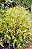 HAKONECHLOA MACRA IN AUTUMN