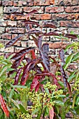 VIBURNUM NUDUM IN AUTUMN