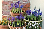 IRIS RETICULATA AND CROCUS CHRYSANTHUS BLUE PEARL IN POTS