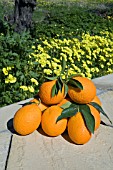 ORANGES IN A MEDITERRANEAN SETTING