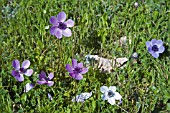 ANEMONE CORONARIA