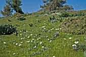 ANEMONE CORONARIA IN THE KYRENIA MOUNTAINS NORTHERN CYPRUS
