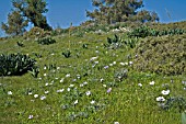 ANEMONE CORONARIA IN THE KYRENIA MOUNTAINS NORTHERN CYPRUS