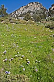 ANEMONE CORONARIA IN THE KYRENIA MOUNTAINS NORTHERN CYPRUS