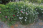 OSTEOSPERMUMS AND PELARGONIUMS TRAILING OVER A STONE WALL