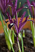 IRIS RETICULATA PAULINE