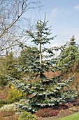 ABIES PROCERA GLAUCA