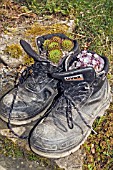 WALKING BOOTS USED AS PLANT CONTAINERS FOR SEDUM SPATHULIFOLIUM AND SEDUM PURPUREUM