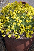 DRABA MOLLISSIMA