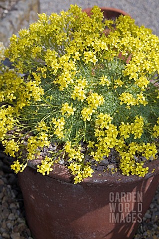 DRABA_MOLLISSIMA