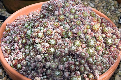 SEMPERVIVUM_ARACHNOIDEUM_TOMENTOSUM