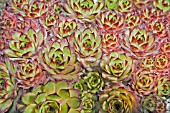 SEMPERVIVUM MONTANA