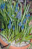 MUSCARI PARADOXUM