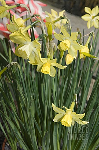 NARCISSUS_PIPIT