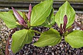 TRILLIUM ERECTUM