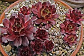 SEMPERVIVUM MERCURY