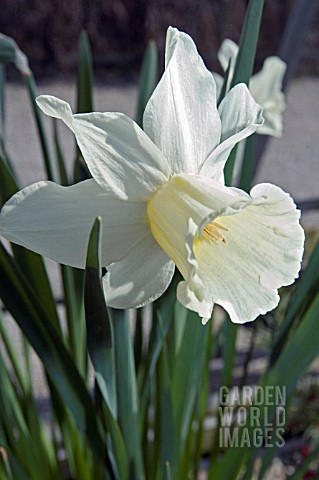 NARCISSUS_FEBRUARY_SILVER