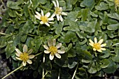 RANUNCULUS FICARIA LEMON