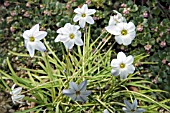 IPHEION UNIFLORUM