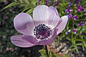 ANEMONE SYLPHIDE