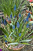 MUSCARI PARADOXUM