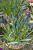 MUSCARI PARADOXUM